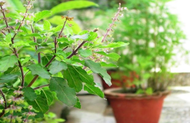 India emerged with new trend to worship basil herb (Tulsi Pujan Divas) on the eve of Christmas